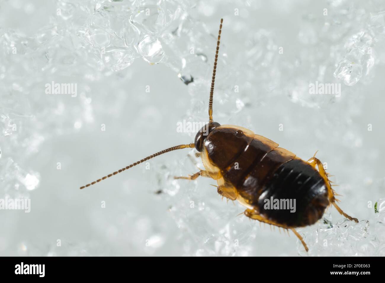 Lesser forest cockroach (Ectobius sylvestris) walking on snow Stock Photo