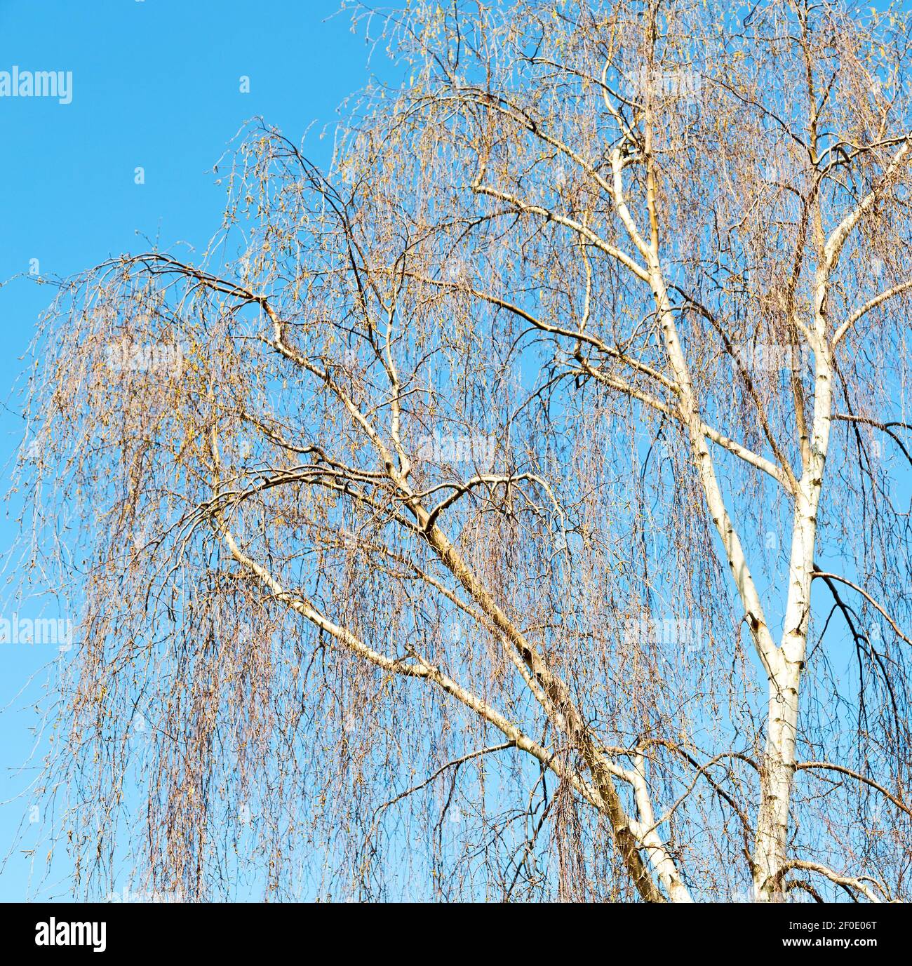 Branches of willow weeping Stock Photo - Alamy