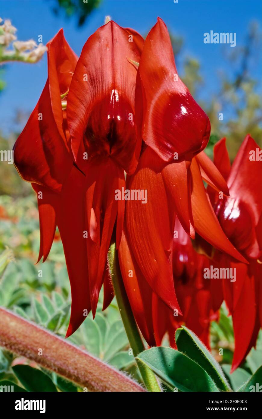 Swainsona formosa, Sturt's desert pea, is an Australian plant in the genus Swainsona, named after English botanist Isaac Swainson, famous for its dist Stock Photo