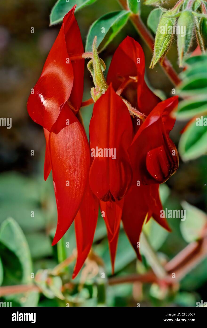 Swainsona formosa, Sturt's desert pea, is an Australian plant in the genus Swainsona, named after English botanist Isaac Swainson, famous for its dist Stock Photo