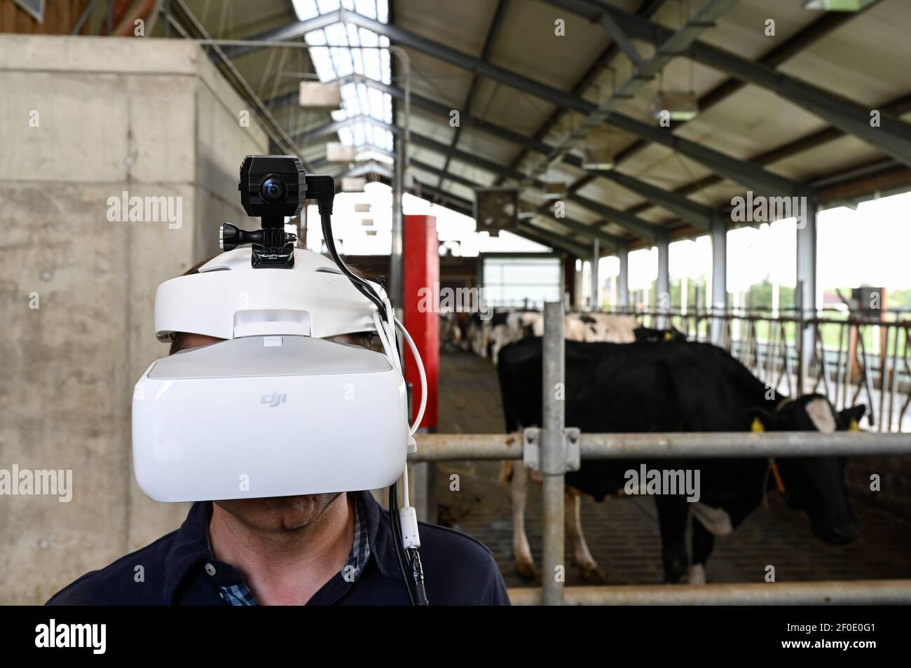 GERMANY, Echem, smart dairy cow milk farm, digitalization of agriculture, digital cow goggles to simulate and analyse the cow perception / DEUTSCHLAND, Landwirtschaftlichen Bildungszentrum (EBZ) in Echem, Digitalisierung im Kuhstall und Melkstand, Digitale Kuhbrille, Simulation und Analyse der Wahrnehmung der Kuh Stock Photo