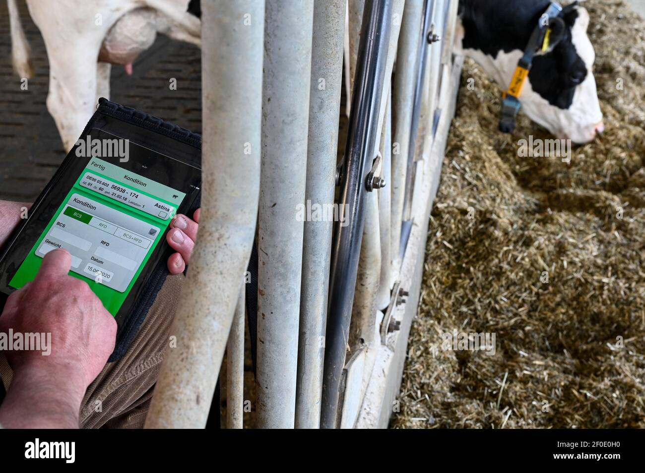 GERMANY, Echem, smart dairy cow milk farm, digitalization of