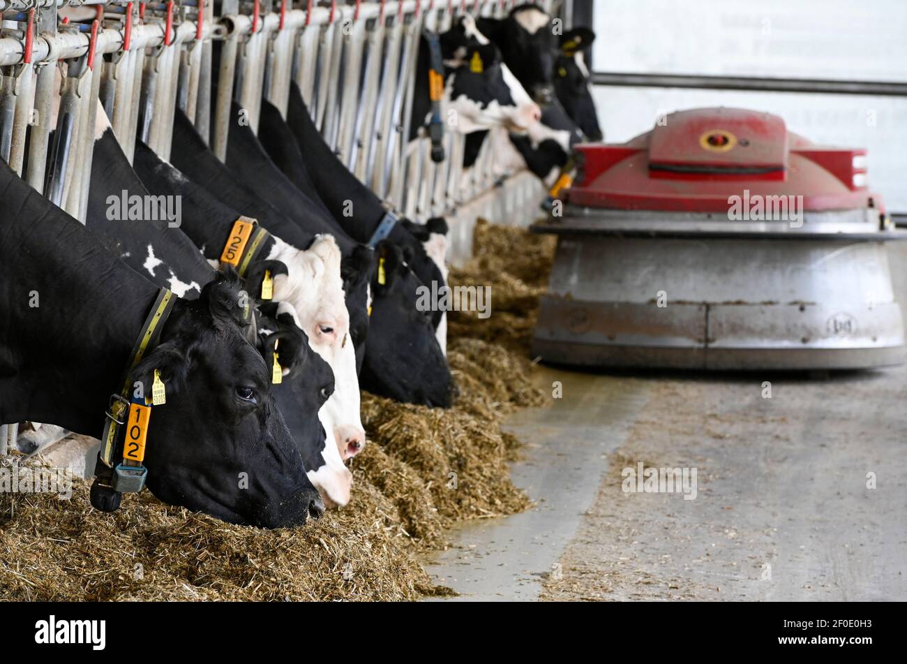 GERMANY, Echem, smart dairy cow milk farm, digitalization of agriculture, milk cows in stable, cows wearing collar with sensor and reporting chips for data analysis and robot milking, fodder slider robot LELY JUNO, silage and concentrated animal feed with soybean Stock Photo