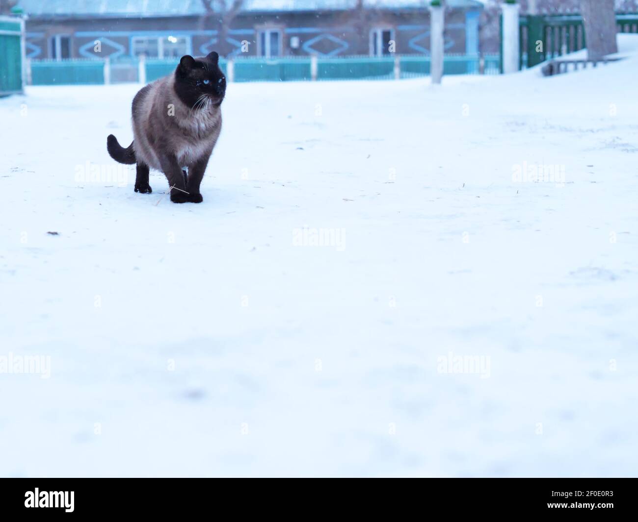 Cat in winter. Siamese cat walks on snowdrifts Stock Photo - Alamy