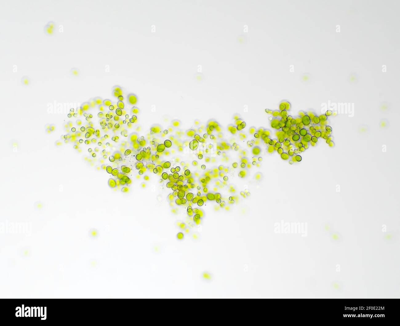 Algae under the microscope, horizontal field of view is about 0.54mm Stock Photo