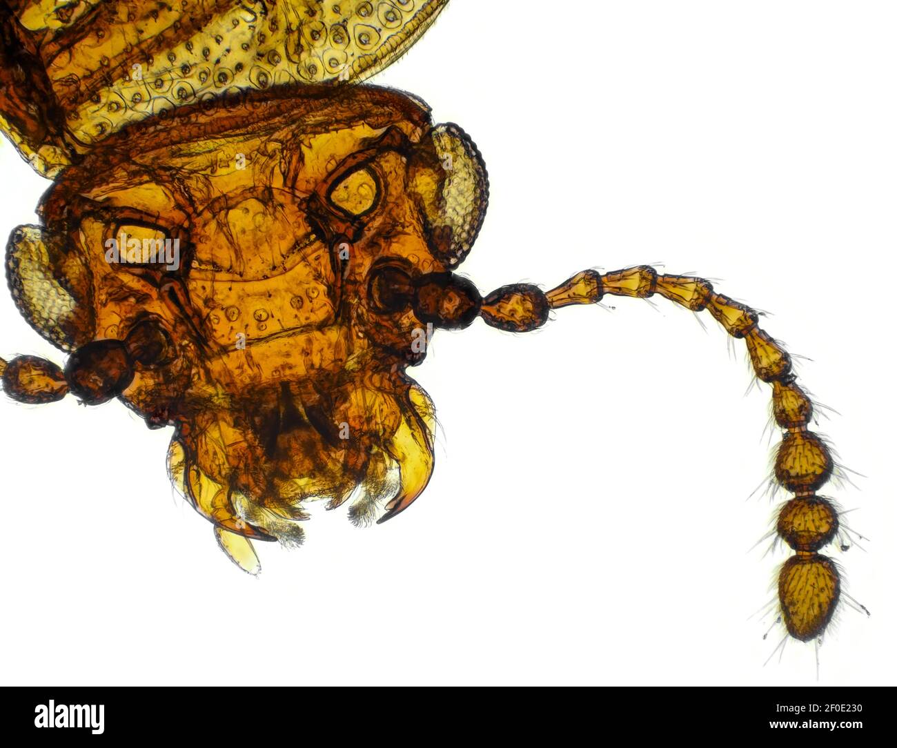 Brightfield micrograph of Derodontus trisignatus (small fungus beetle), horizontal field of view is approximately 1.19mm Stock Photo