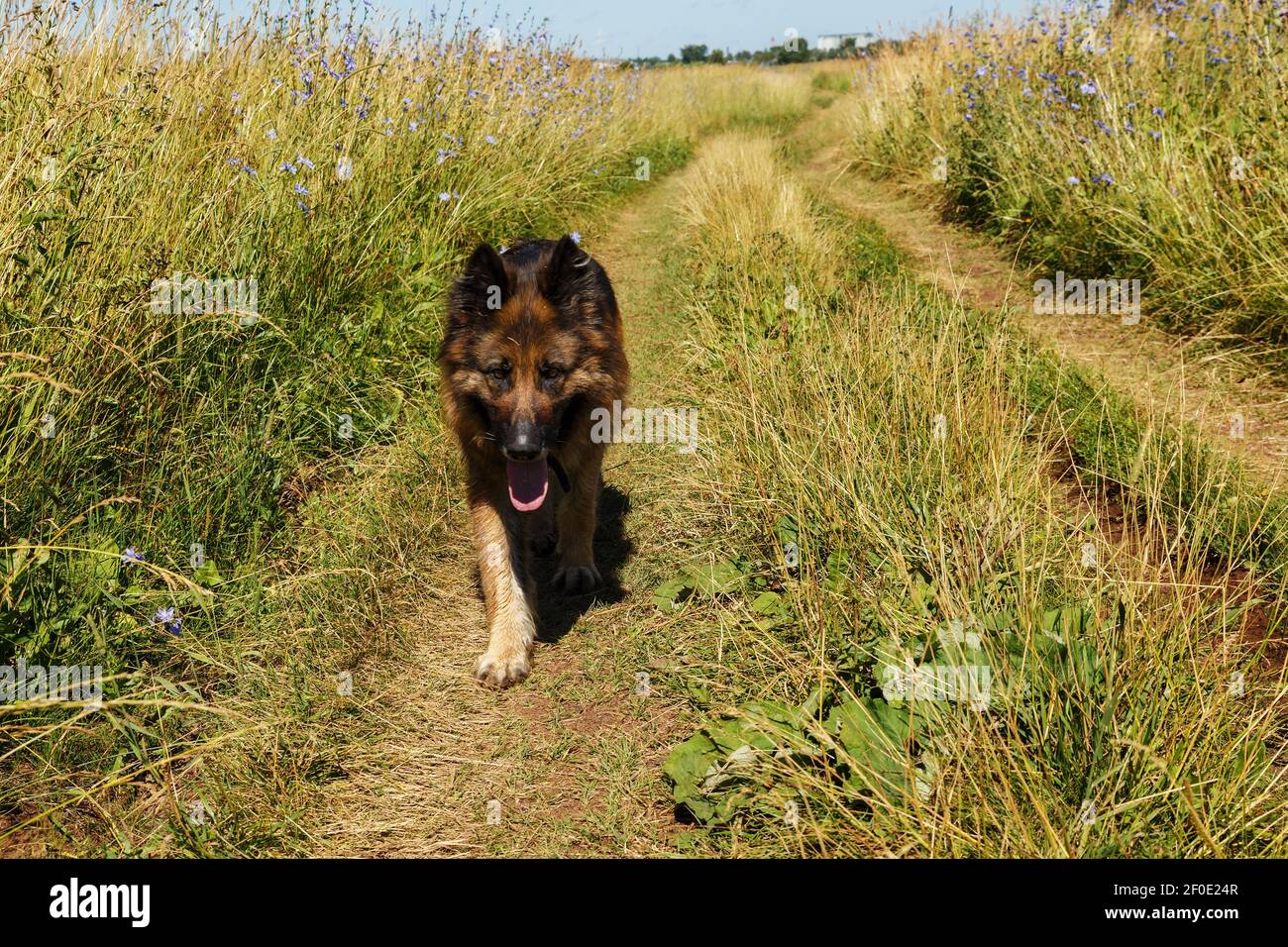 How Long Is A German Shepherd In Heat For