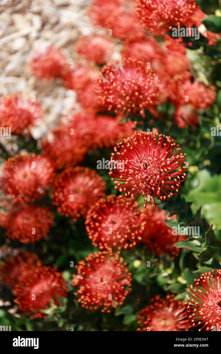 Red Pincushion Proteas, Leucospemum Cordifolium, Kirstenbosch National Botanical Garden, Cape Town, South Africa Stock Photo