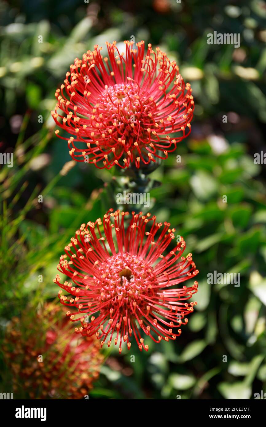 Two Red Pincushion Proteas, Leucospemum Cordifolium, Kirstenbosch National Botanical Garden, Cape Town, South Africa Stock Photo
