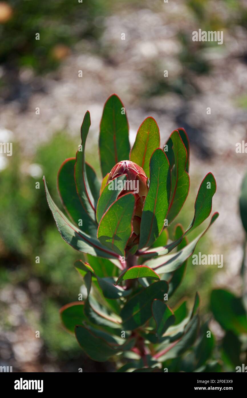 King Protea bud, Protea Cynaroides, Kirstenbosch National Botanical Garden, Cape Town, South Africa Stock Photo