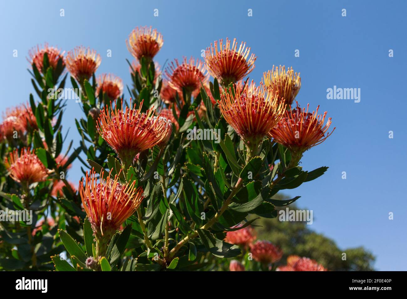 Pincushion Proteas or Leucospermum Cordifolium with blue sky in the background, Kirstenbosch National Botanical Garden, Cape Town, South Africa Stock Photo