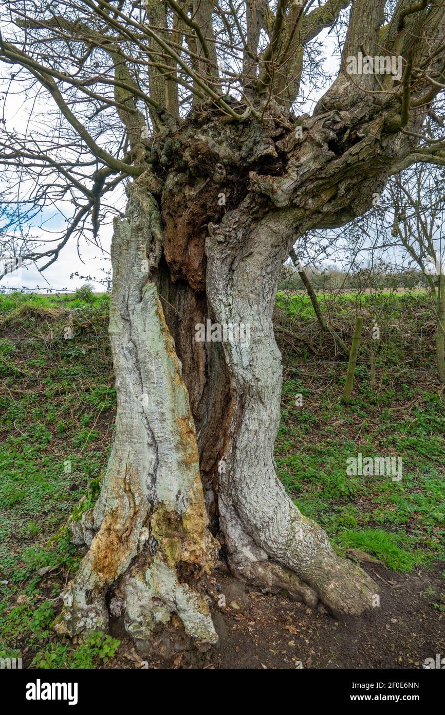 Ancient, split, hollow, tree Stock Photo - Alamy