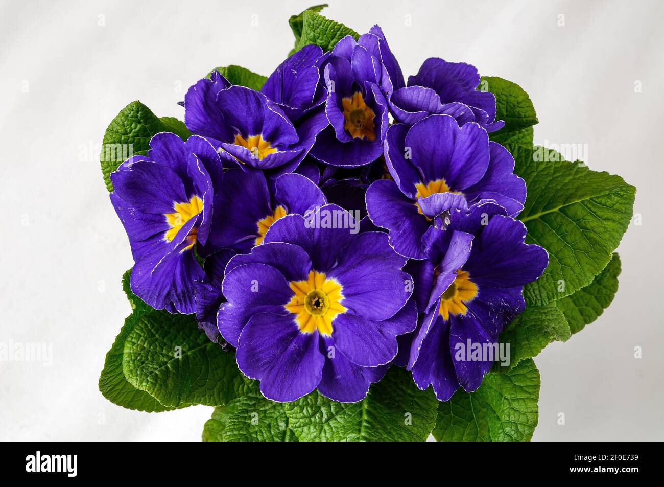 Primula vulgaris,Polyanthus or Primrose,variety Delph, colourful flowers in full bloom, photographed from a short distance, macro, flowers with blue p Stock Photo
