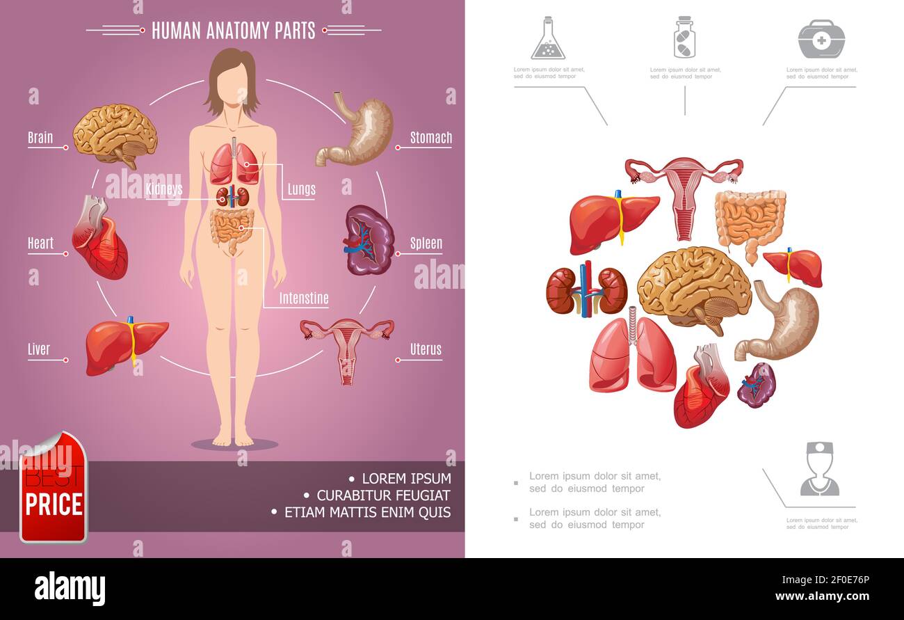 Human Back Concept, Dorsal Body Vector color Icon Design, Organ System  Symbol, Human Anatomy Sign, Human Body Parts Stock illustration Stock  Vector