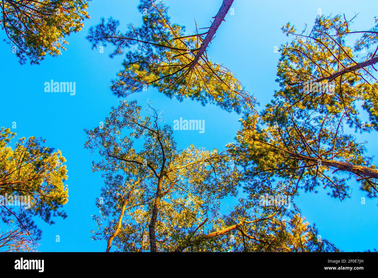 Looking up towards the top of pine trees in the forest Stock Photo - Alamy