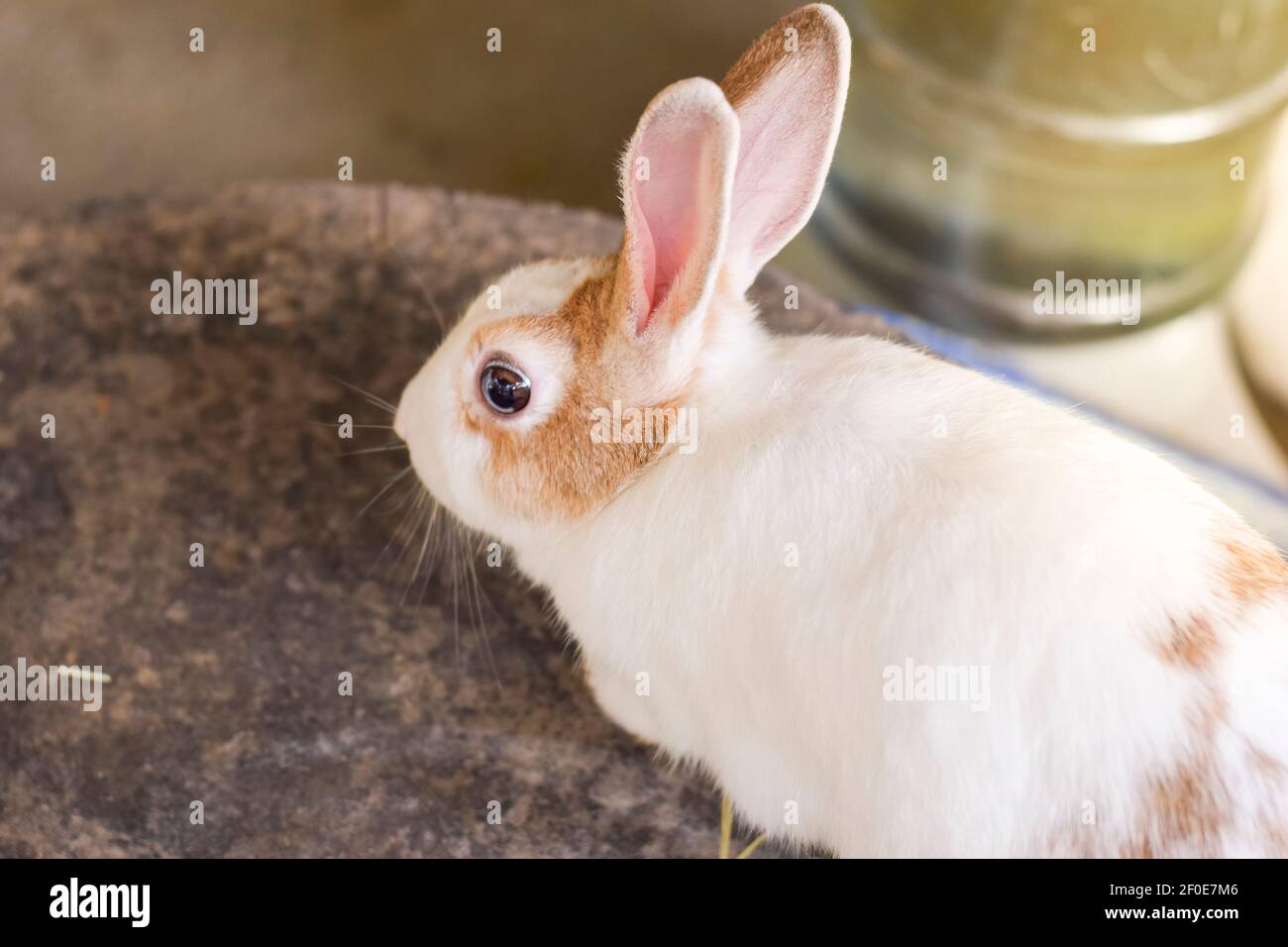 Close up beautiful red rabbits hi-res stock photography and images - Alamy