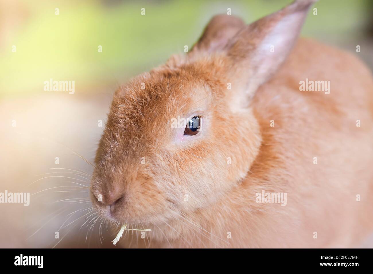 Close up beautiful red rabbits hi-res stock photography and images - Alamy