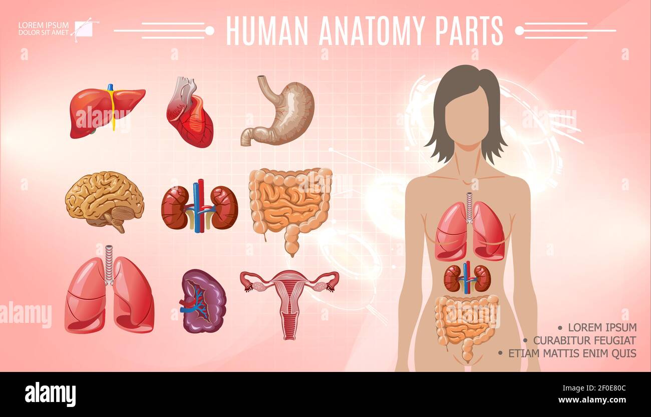 Cartoon human anatomy bright template with woman body liver stomach heart  brain lungs kidneys spleen intestine female reproductive system vector  illus Stock Vector Image & Art - Alamy