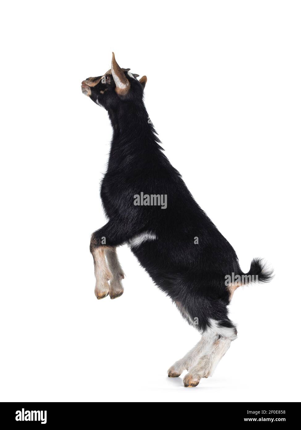 Cute little goat. Standing side ways on hind paws. Isolated on white