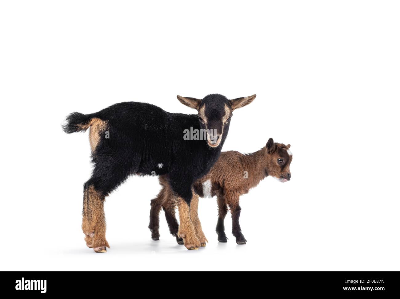 Two cute little goats standing together. Isolated on white background. Stock Photo