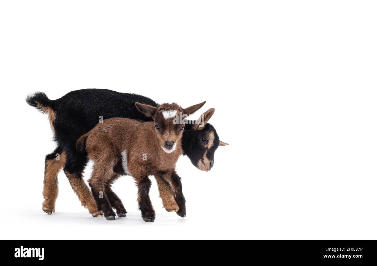 Two cute little goats playing together. Isolated on white background. Stock Photo