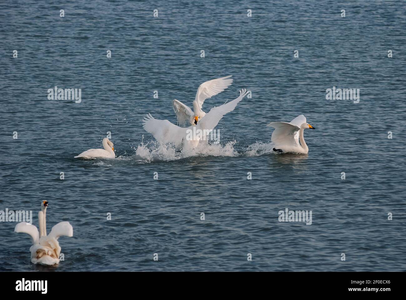 --FILE--Swans wander and swim, showing grace and elegance to tourists in snow, on the Rongcheng Swan Lake in Weihai city, east China's Shandong province, 1 February 2010. Stock Photo