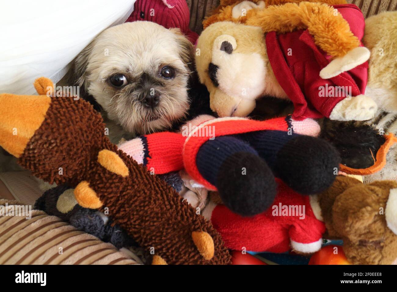 A Small Shih Tzu Dog surrounded by his cuddly toys Stock Photo - Alamy