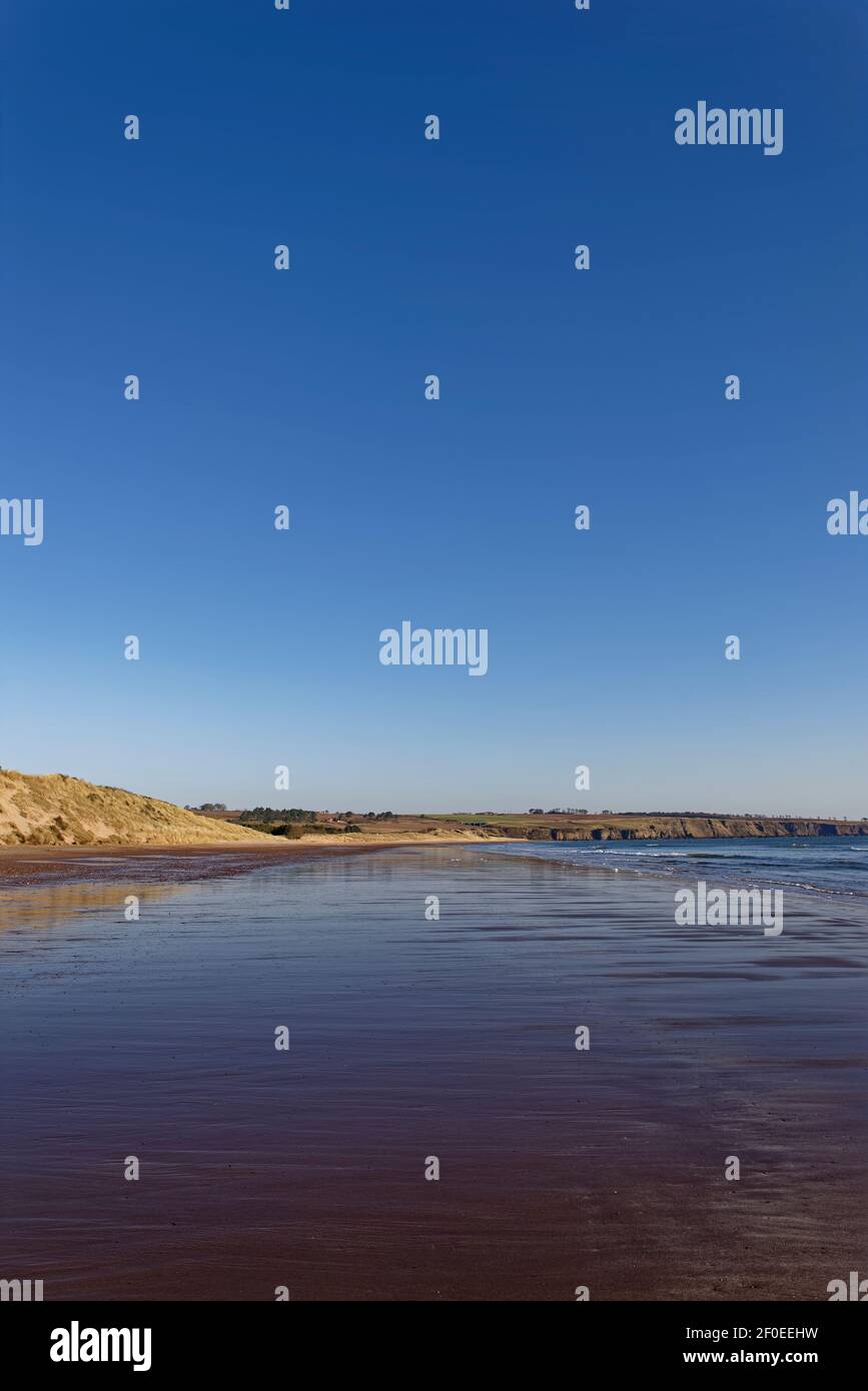 Looking North along the southern Section of Lunan Bay Beach with the tide receeding across the wet sand and a deep blue sky above. Stock Photo