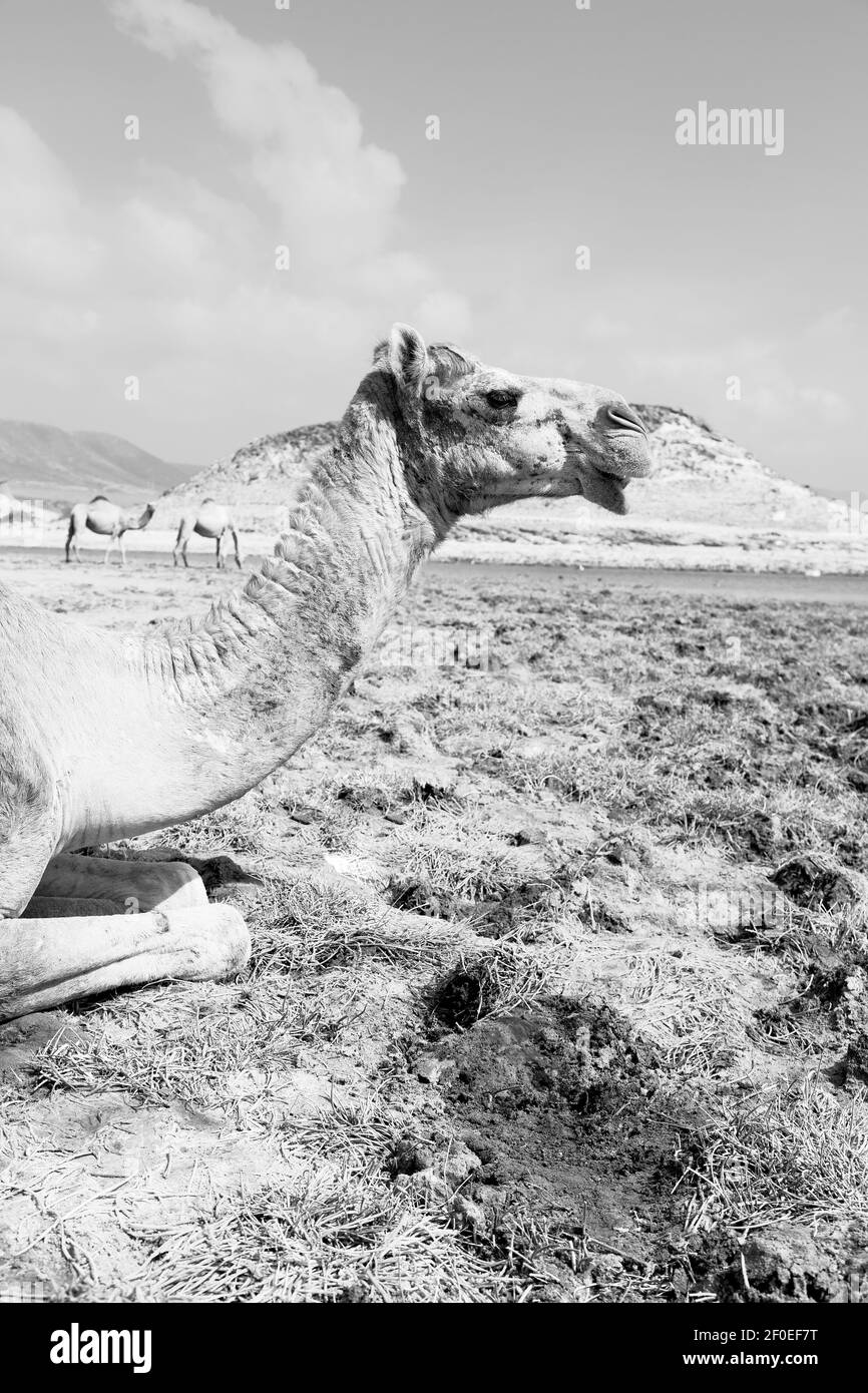 In oman camel  empty quarter of desert a free dromedary near the  sea Stock Photo