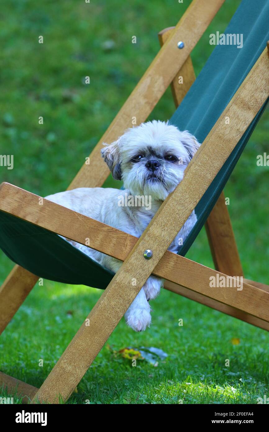 Shih tzu dog relaxing in a deck chair on a Summers Day Stock Photo - Alamy