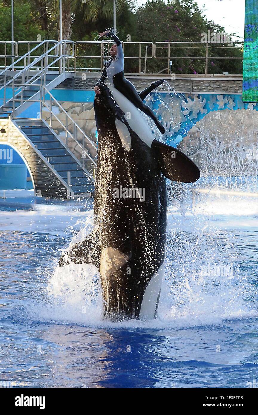 25 February 10 Orlando Florida A 40 Year Old Trainer At Sea World Named Dawn Brancheau Was Killed By An Orca Named Tilikum At The End Of The Midday Performance Of