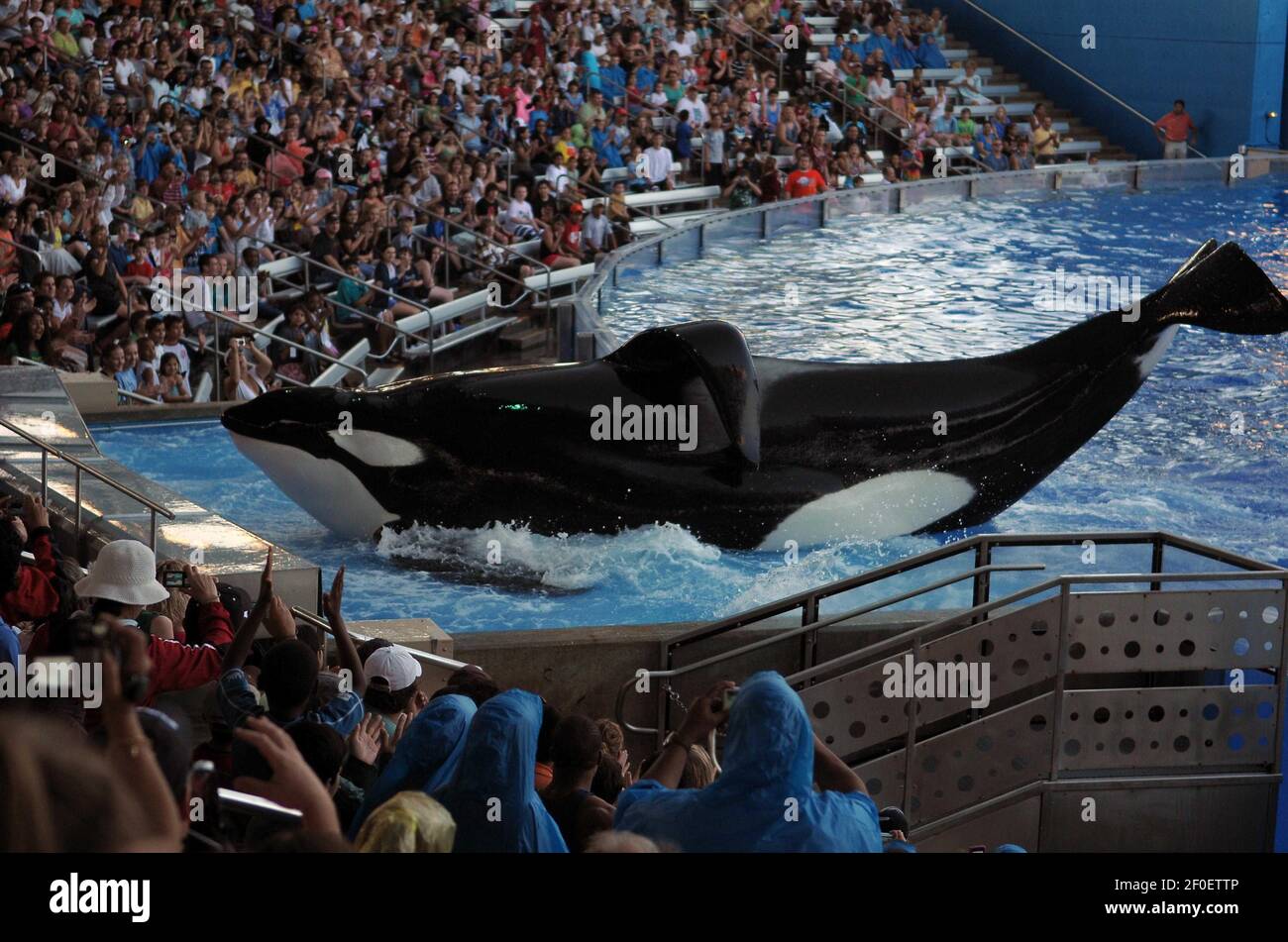 25 February 10 Orlando Florida A 40 Year Old Trainer At Sea World Named Dawn Brancheau Was Killed By An Orca Named Tilikum At The End Of The Midday Performance Of
