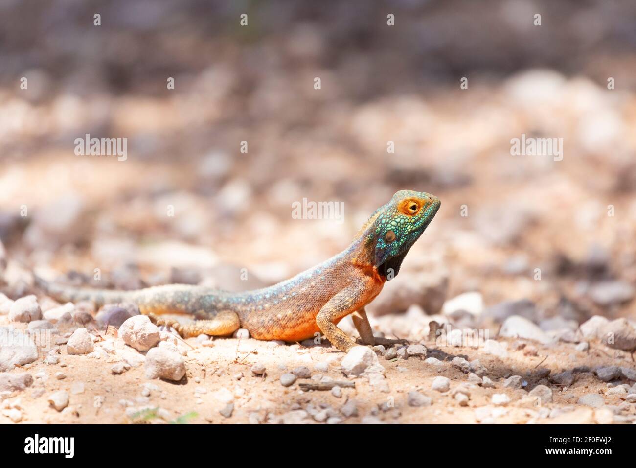 Blue-headed Ground Agama male ( Agama agama aculeata) on the ground, Kgalagadi Transfrontier Park, Kalahari, Northern Cape, South Africa Stock Photo