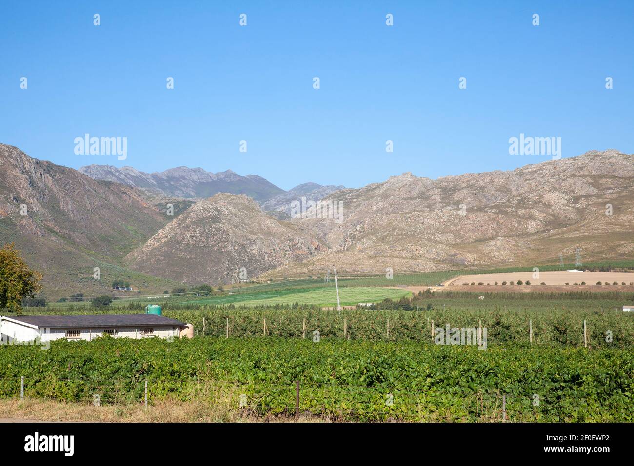 Agricultural landscape with fruit orchards at the foot of  Riviersonderend Mountains near Villiersdorp, Western Cape, South Africa at sunset Stock Photo