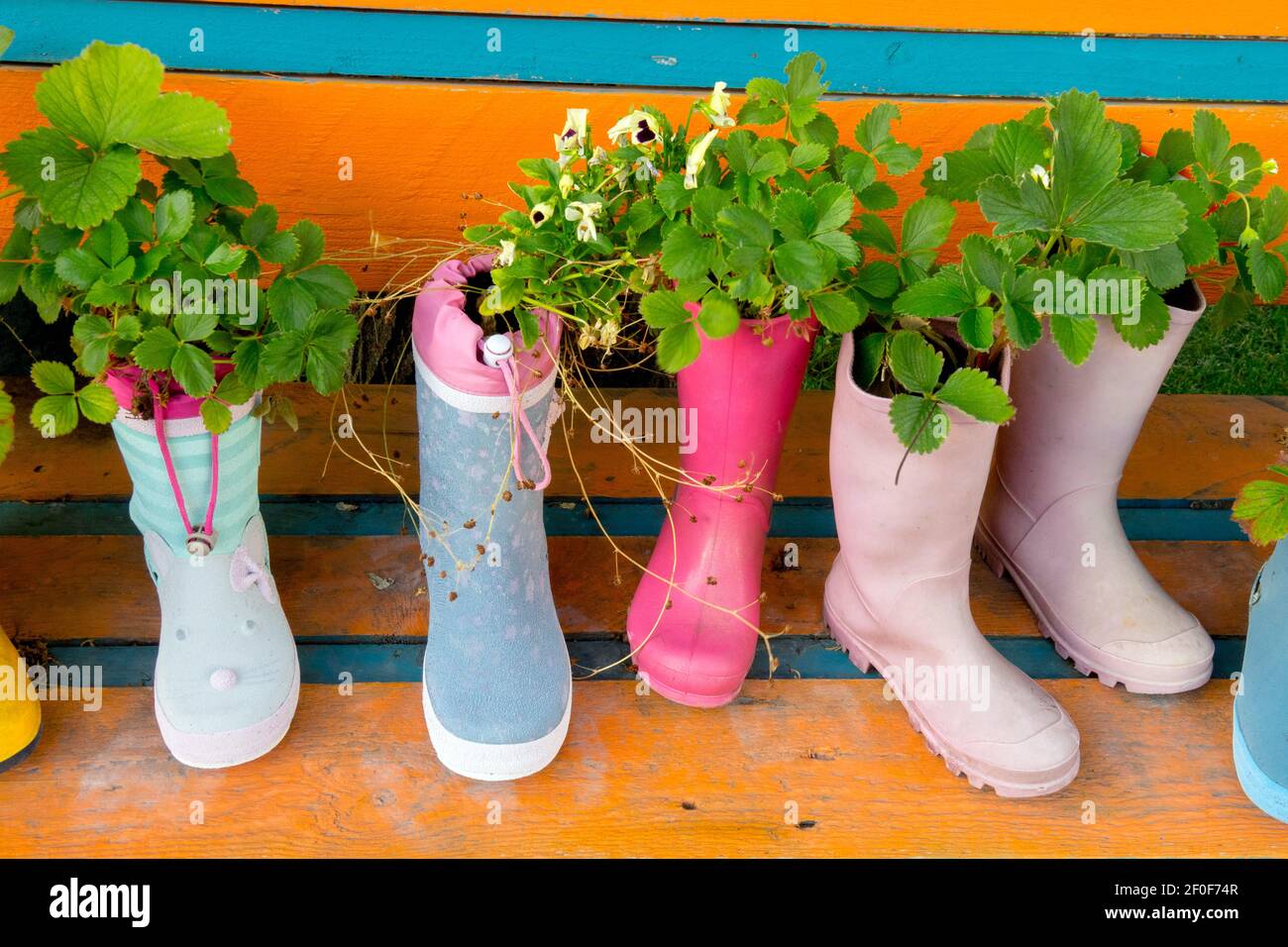Strawberries Plant growing in rubber Wellington boots, shoes like alternative pots Flowers planted in Boots Stock Photo