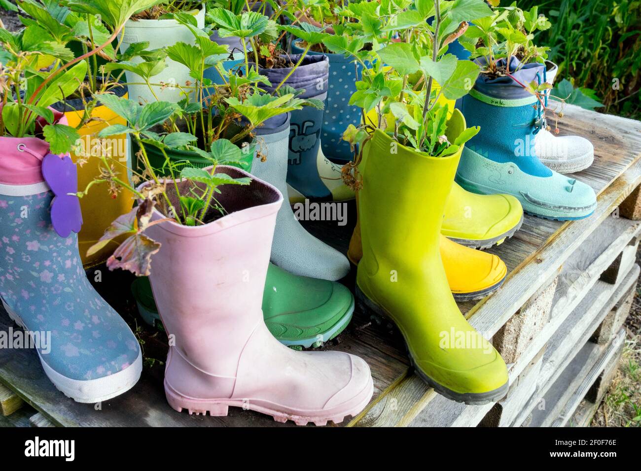 Strawberries plants growing in old rubber Wellington boots, Shoes like alternative pots pallet wood Permaculture garden Flowers in Boots Stock Photo