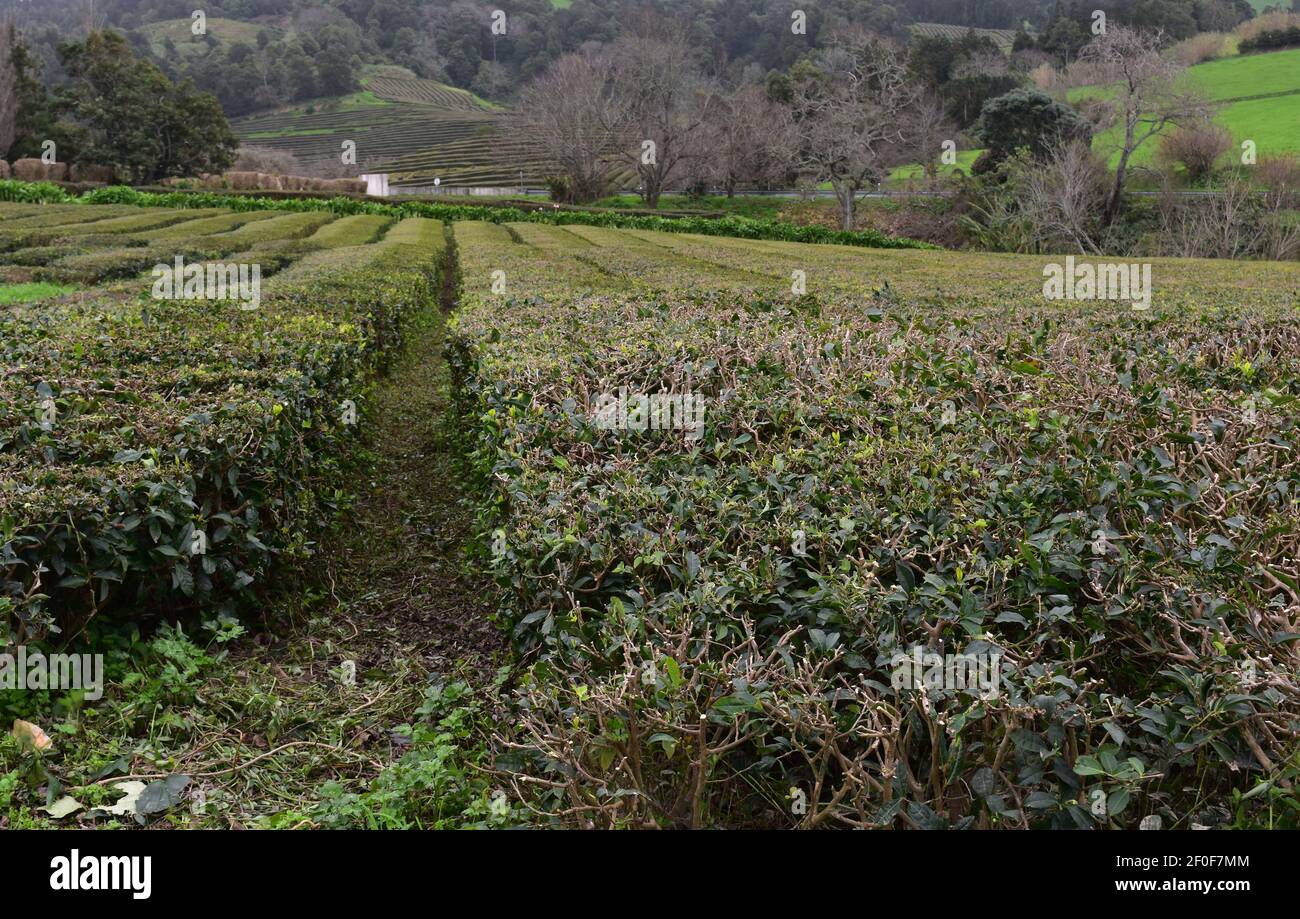 Outdated Tea Lands Rural tea plantation with pruned tea bushes in neat rows Stock Photo ...