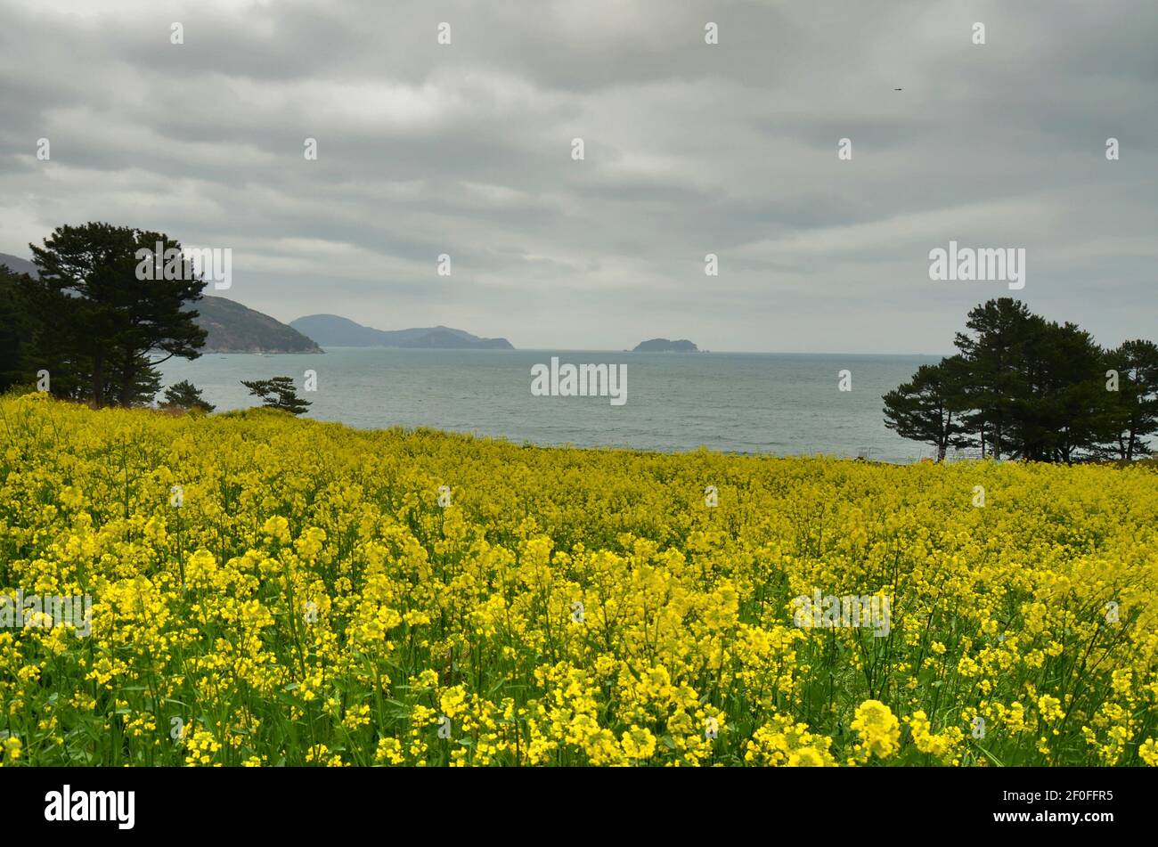 Canola field in Geoje island, Gyeongsang province, South Korea Stock Photo