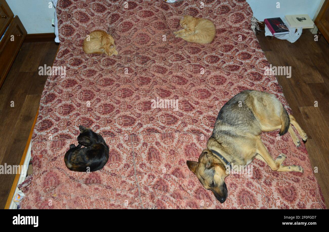 A dog and three cats, sleeping  on a bed, having some "social" distance Stock Photo