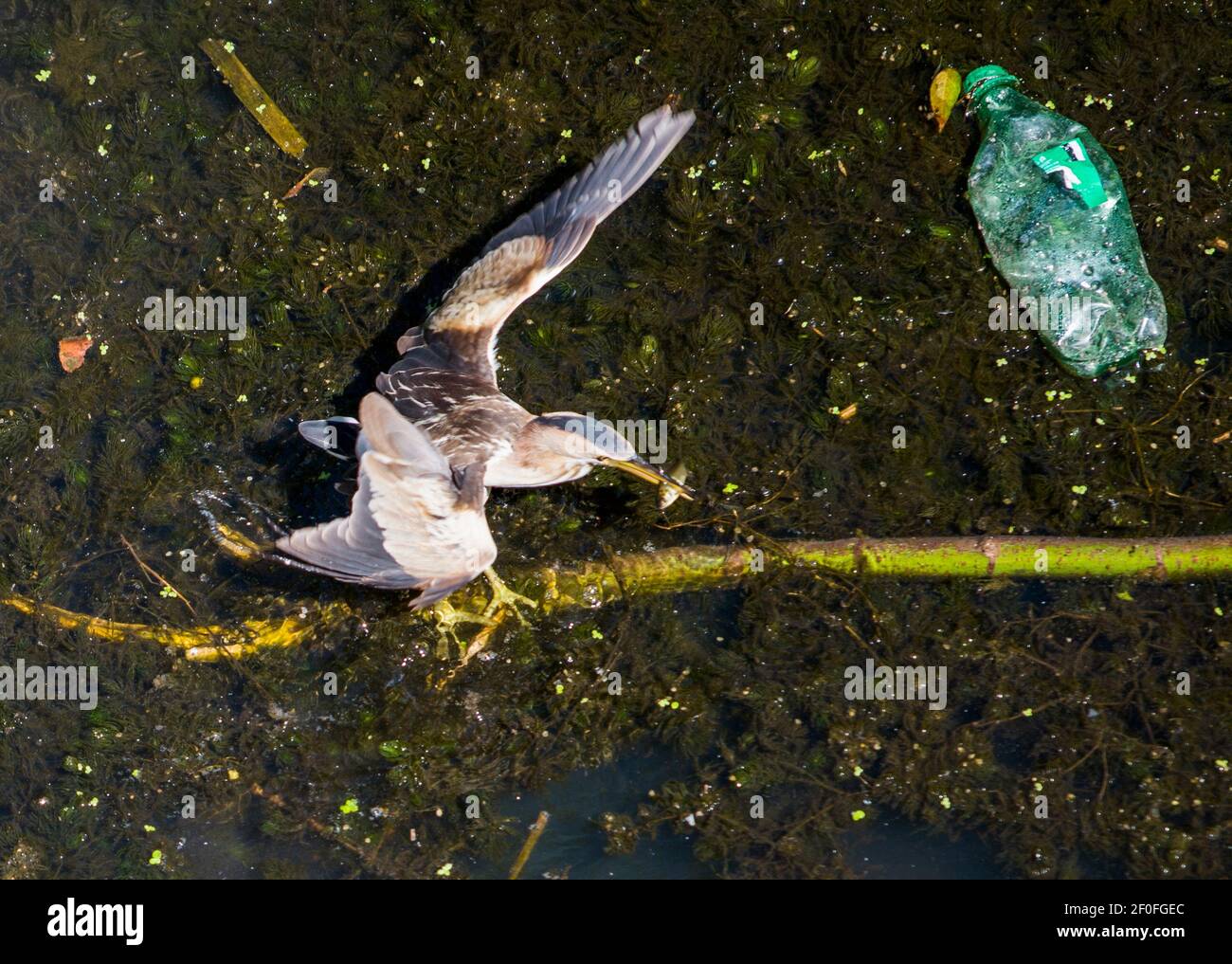 A water bird, fishing in dirty river, with plastic bottle vestige Stock Photo