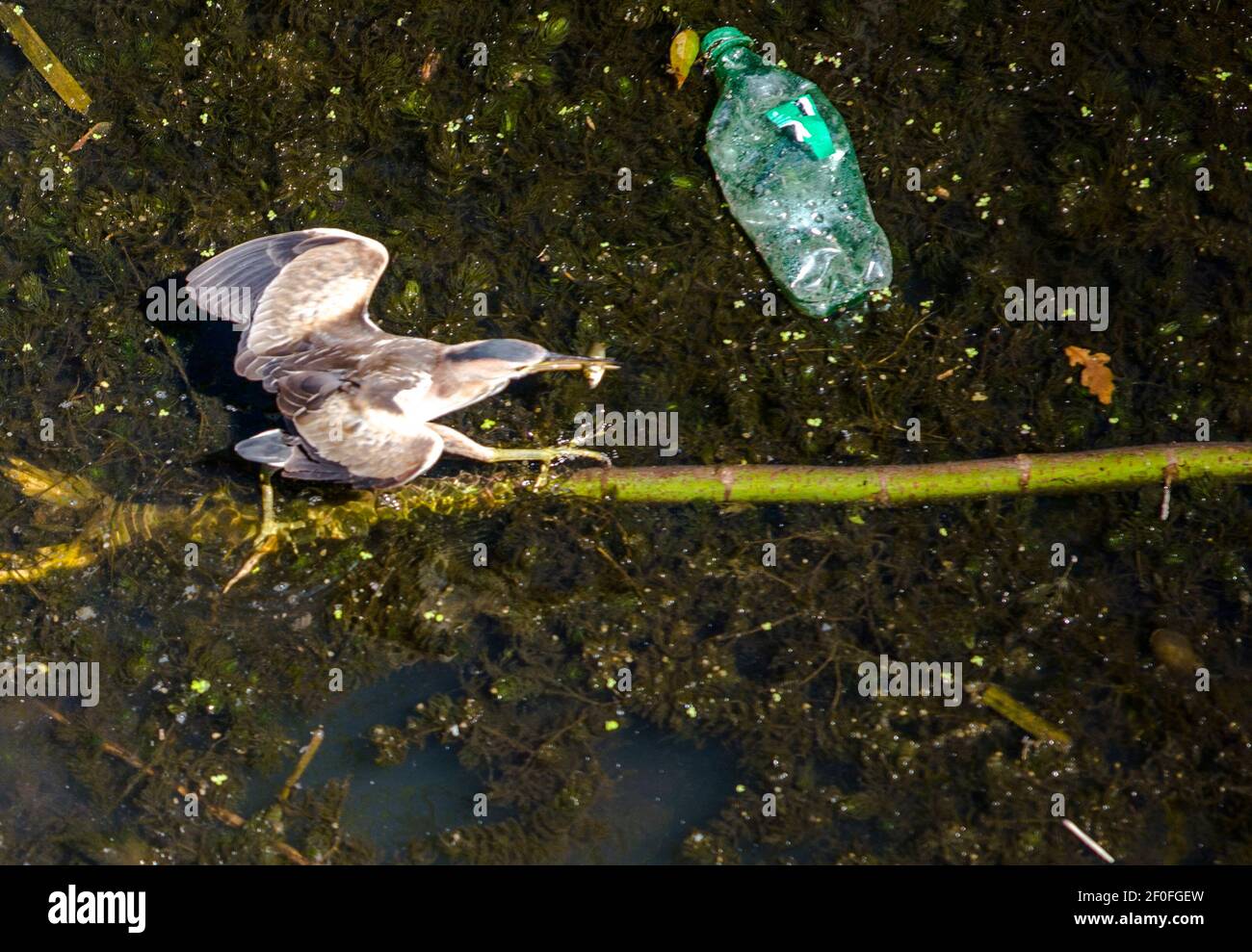 A water bird, fishing in a dirty river, with a plastic bottle vestige Stock Photo
