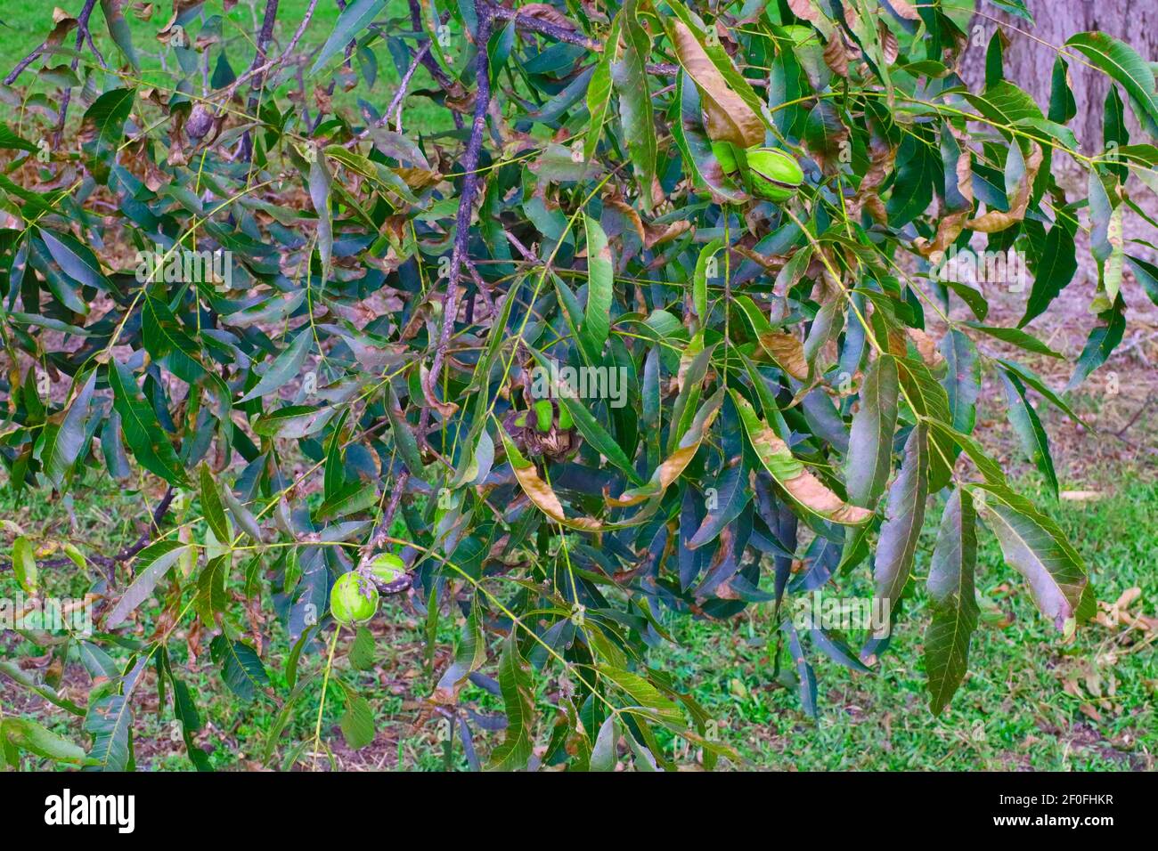 Pecans on a tree ready to harvest on a Pecan Orchard Stock Photo Alamy