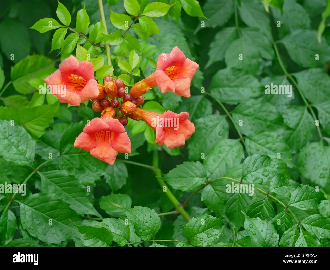 Plant with stems that take root, Campsis radicans flowering with big orange flowers,  common names: trumpet creeper, or cow itch vine, or hummingbird Stock Photo