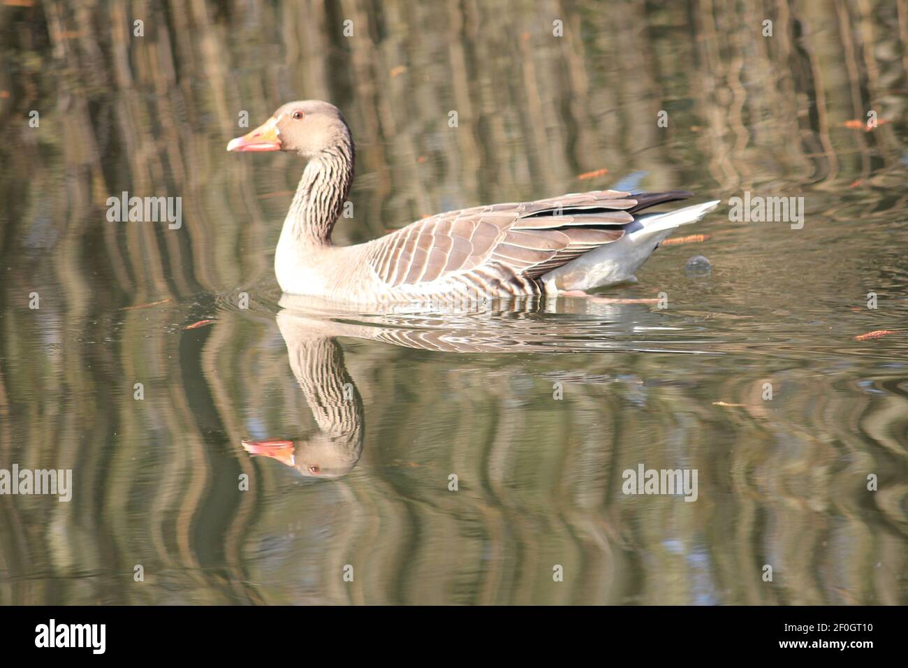 Greylag goose in citypark Staddijk Stock Photo