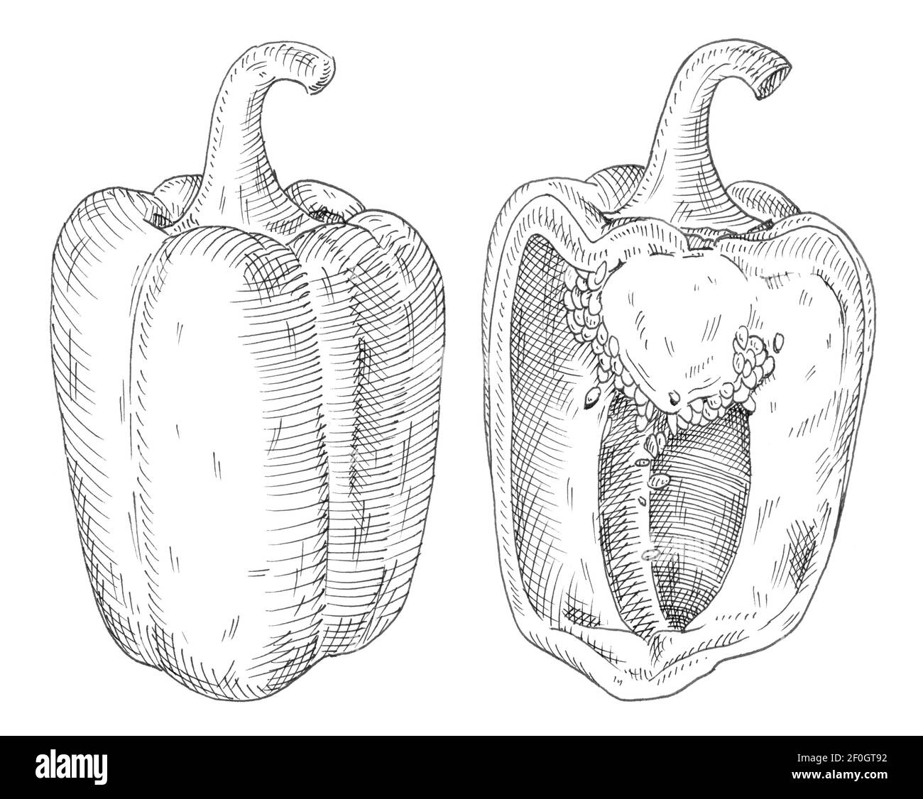 Whole and half sweet bell peppers. Vintage hatching gray monochrome