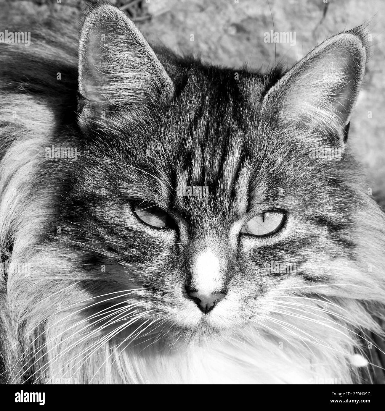 Chat Blanc High Resolution Stock Photography And Images Alamy Chat Blanc High Resolution Stock Photography And Images Alamy