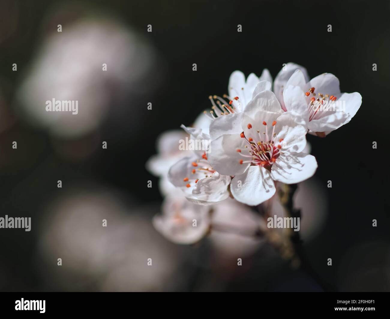 Macro of a blooming blood plum - carasifera Pissardii Stock Photo