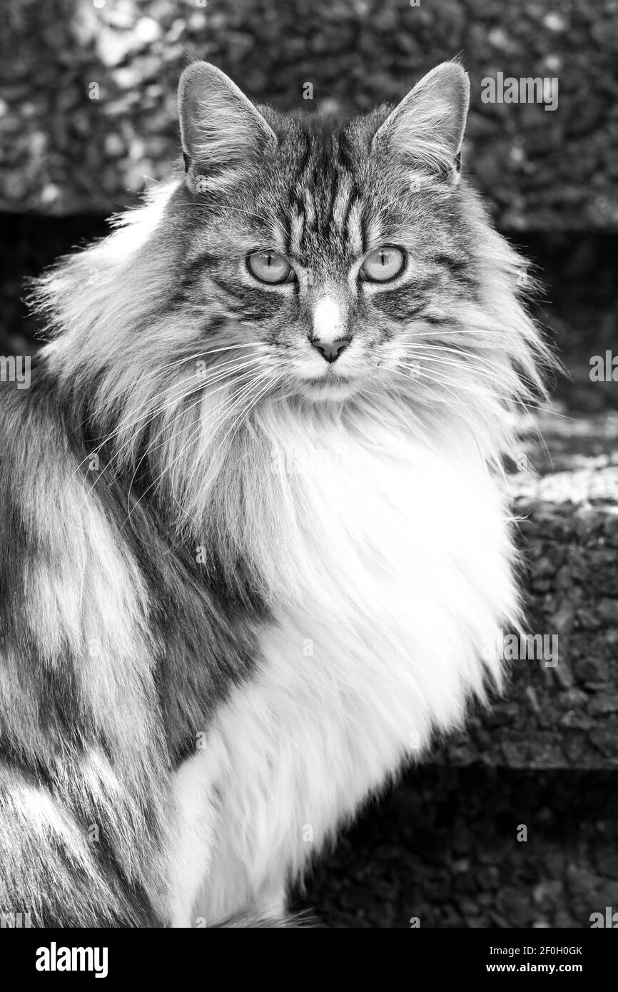 Chat Blanc High Resolution Stock Photography And Images Alamy Chat Blanc High Resolution Stock Photography And Images Alamy