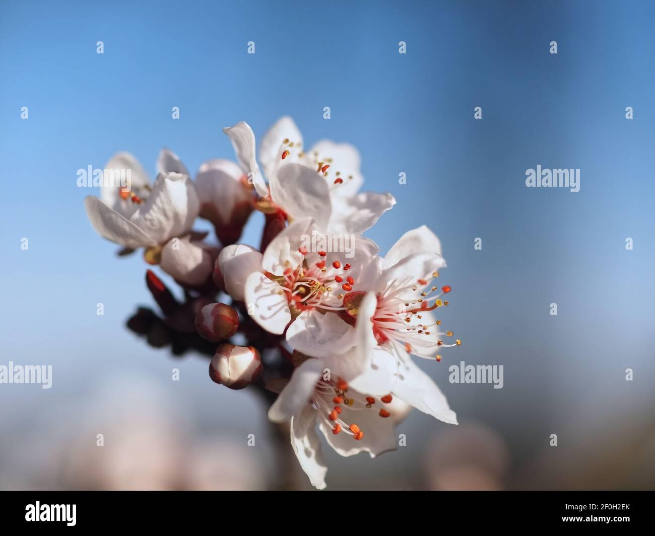 Macro of a blooming blood plum - carasifera Pissardii Stock Photo