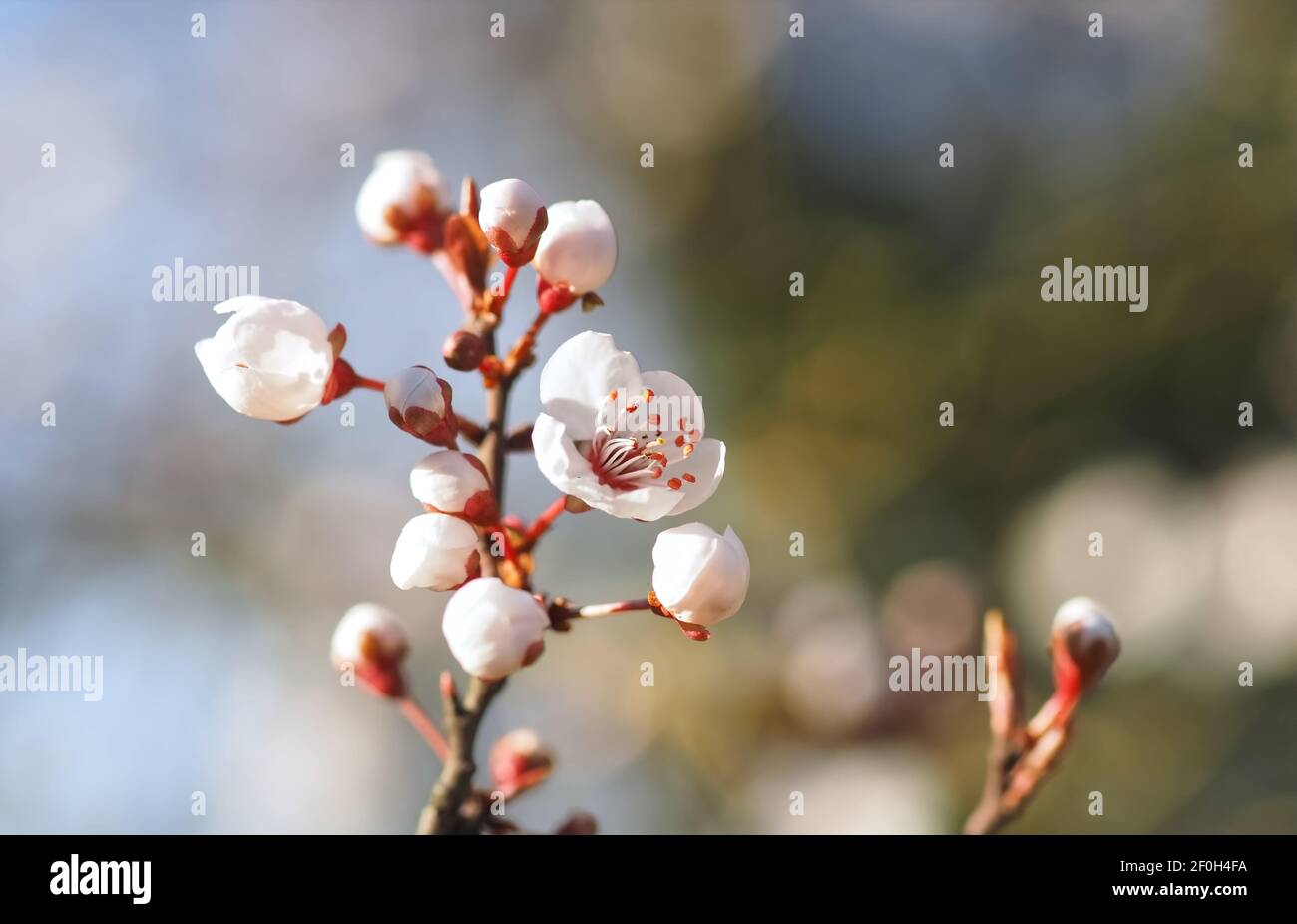 Macro of a blooming blood plum - carasifera Pissardii Stock Photo